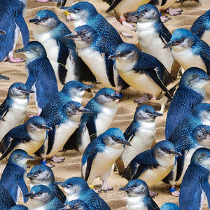 Fairy Penguins
