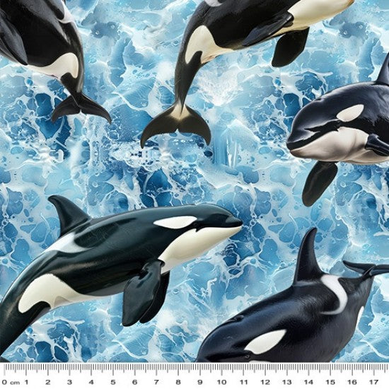 Whale - Orca