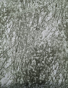 Tranquility - Baby Breath - green