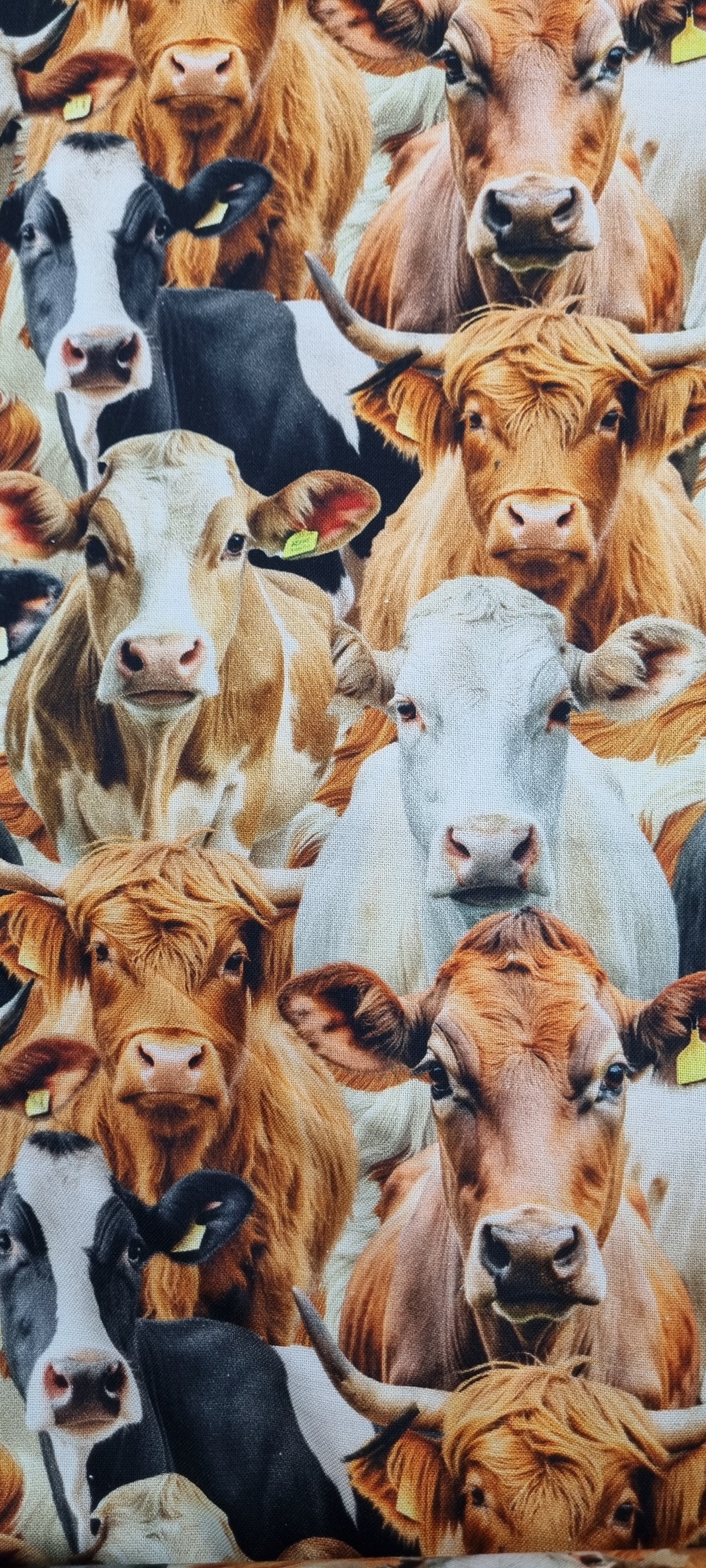 Homestead Bovine