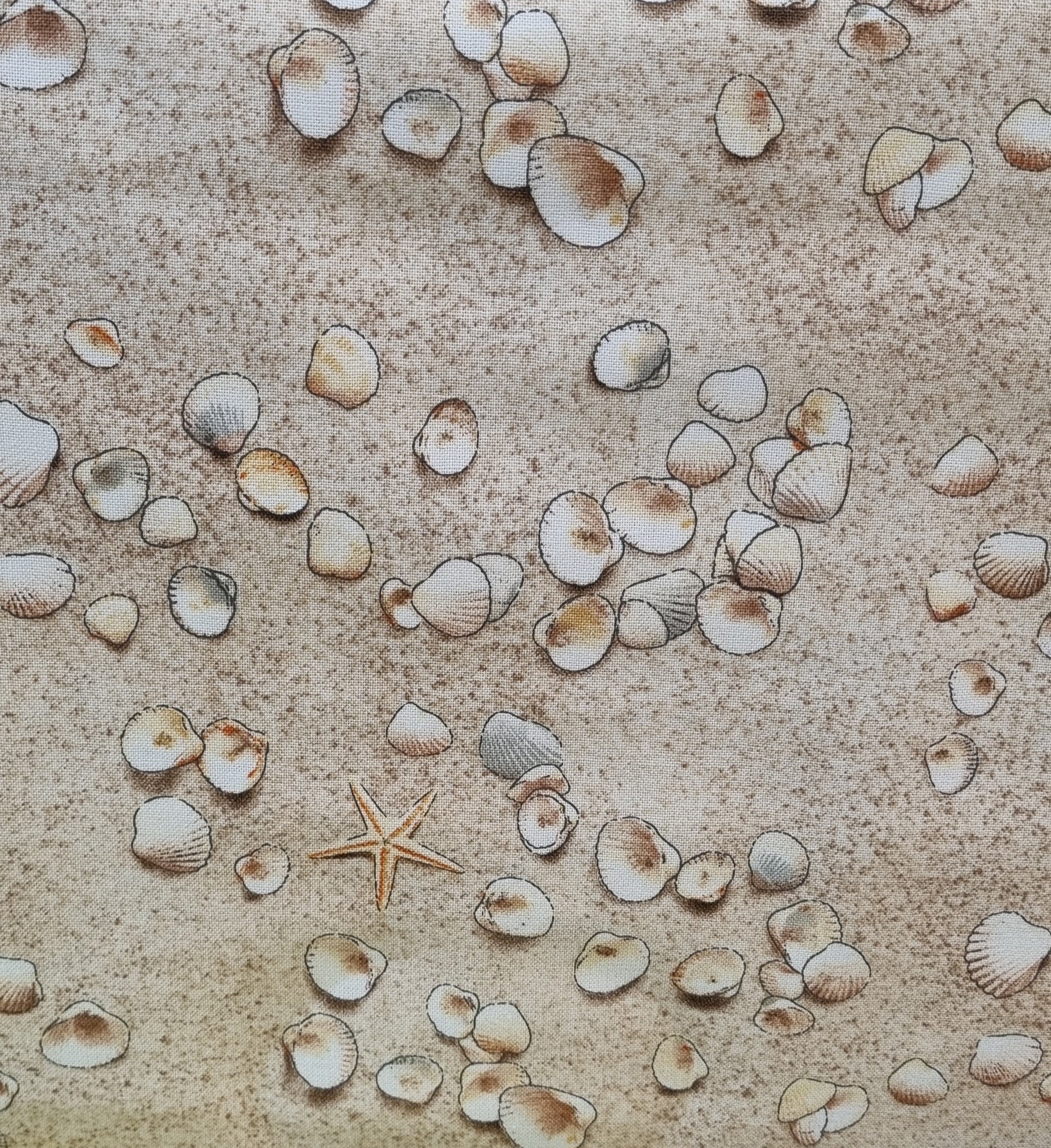 Sea Shells