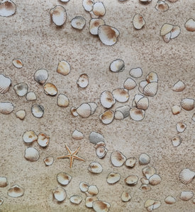 Sea Shells