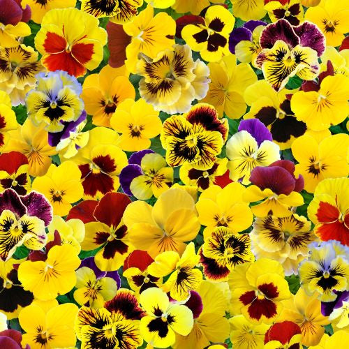 Pansies Packed - Yellow